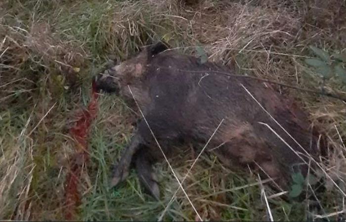 Death of Morgan Keane from a hunter’s shot: four years later, a wild boar is killed at the scene of the tragedy where his brother lives, a complaint will be filed