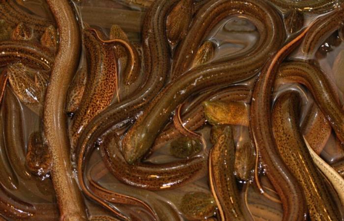 Four fishermen tried for eel trafficking in Vendée, their loot would exceed 1.5 million euros