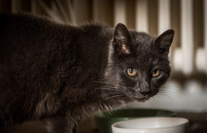 the return of the cat Dadou… 15 years after his escape