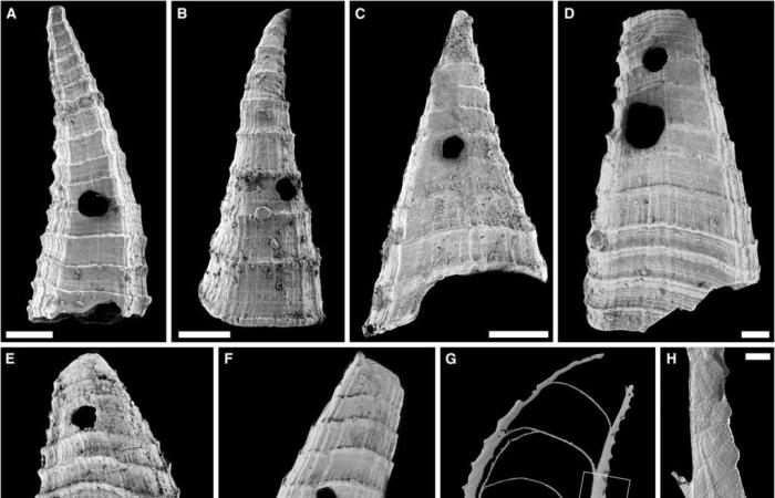 Researchers discover 517 million year old arms race ⚔️