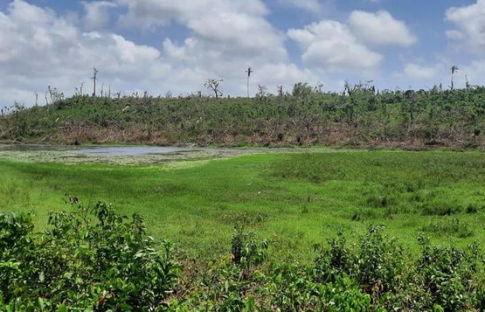 in Mayotte, biodiversity is regaining its rights after being ravaged by Cyclone Chido