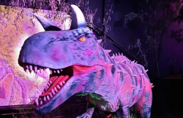 A #fun dinosaur exhibition will be set up at the Country Hall