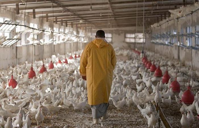 Crisis in the poultry sector in Senegal: a hard blow for households and food security