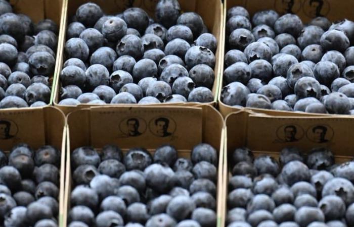 Blueberries contaminated with hepatitis A in Belgium and the Netherlands: what risk in France?