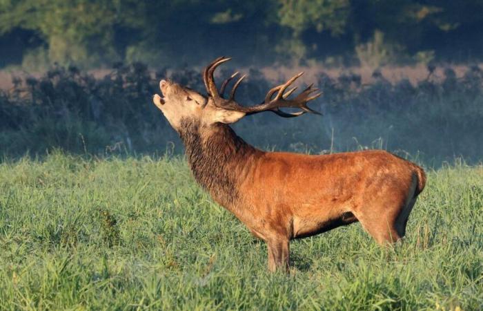 The Federal Court temporarily authorizes the State of Geneva to slaughter 40 deer in the woods of Versoix