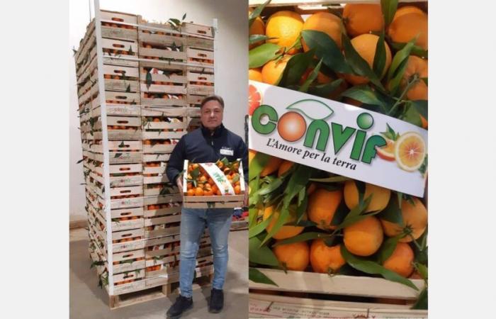 “Last weeks for common clementines with sustained prices in the field and on the markets”