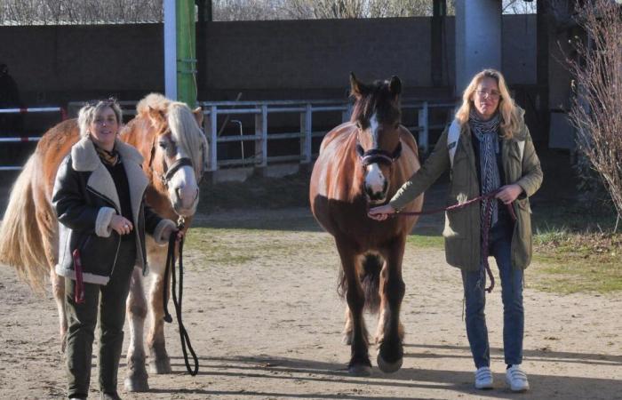 What is this new section of adapted sports equine therapy in Dordogne?