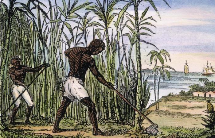 “Code noir, the rebels of Gaoulet”, a podcast to tell the terrible reality of slavery in Martinique