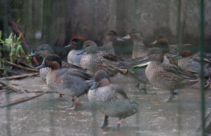 Appellant duck breeder in Bay of Somme in court for mistreatment