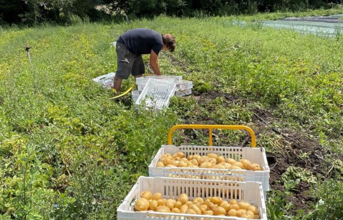 The City of Carpentras is reaping the benefits of its agricultural management