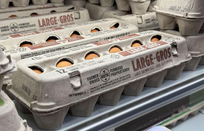 The human factor | White, brown, organic: which is the greenest egg?