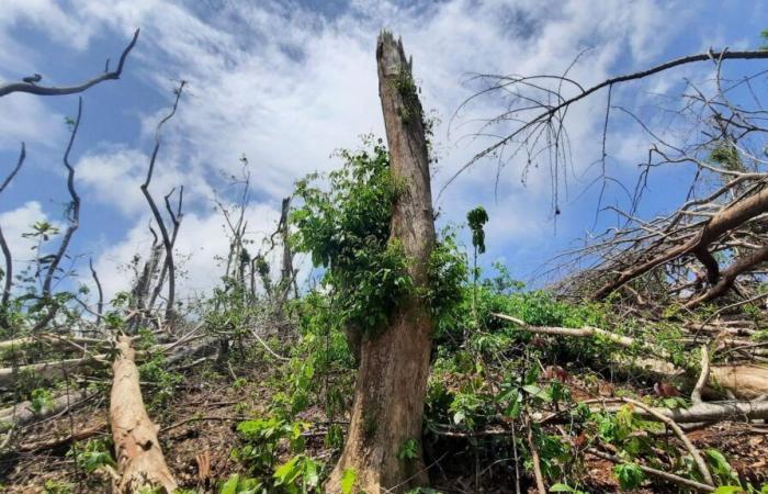 in Mayotte, biodiversity is regaining its rights after being ravaged by Cyclone Chido