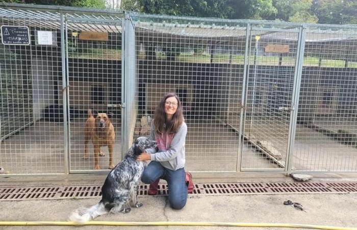 In the Center-Manche, this dog shelter will have to close its doors