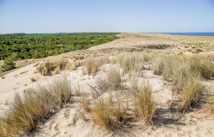 A human skull found by a walker on a dune in Gironde – South West