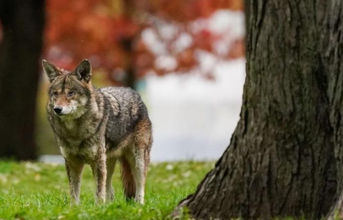 Shortage in Ontario: doctors limit rabies vaccines