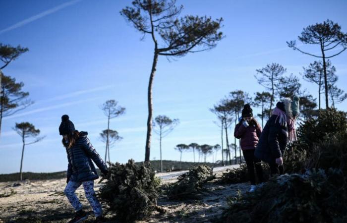 Gironde. To deal with beach erosion, old Christmas trees to the rescue