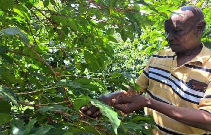 Climate change weakens coffee production in Kenya: A drop of 70% in 30 years – VivAfrik