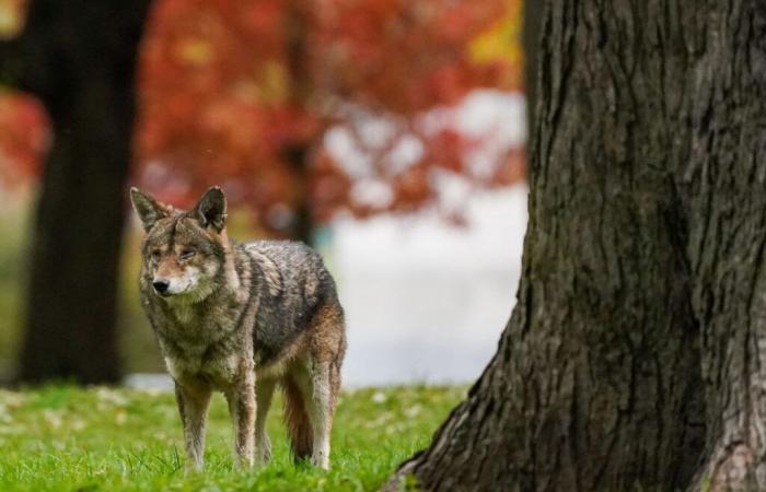 Toronto doctors rationing rabies vaccines amid shortage