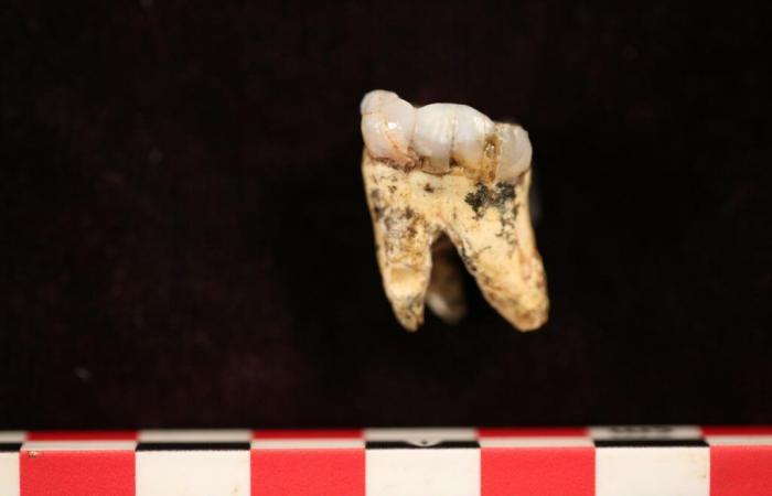 The share of meat in the menu of australopithecines revealed by their teeth