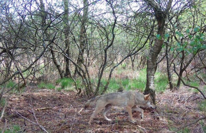 “A rare sighting”… An amateur photographer saw a wolf swimming in Brittany