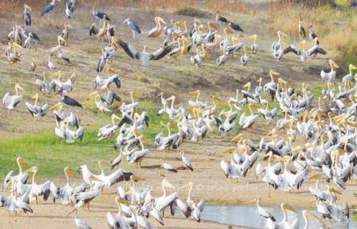 International waterbird count 2025: A crucial inventory for the preservation of wetlands in Senegal – VivAfrik