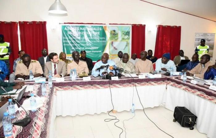 National rice conference in Saint-Louis: A key step for Senegal’s food sovereignty – VivAfrik