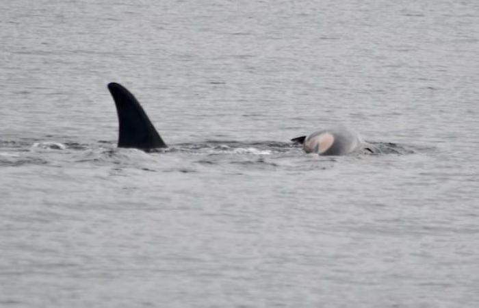 The famous mother killer whale still carries the body of her second calf