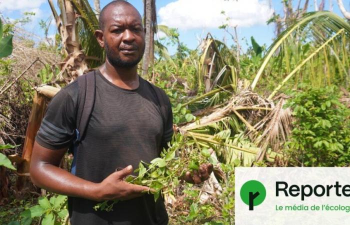 In Mayotte devastated by the cyclone, “farmers have lost everything”