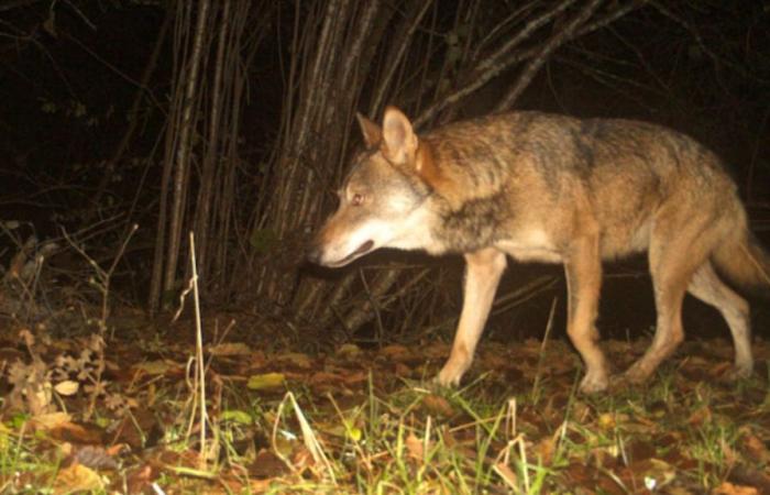 A wolf kills a goat in the Doubs coasts