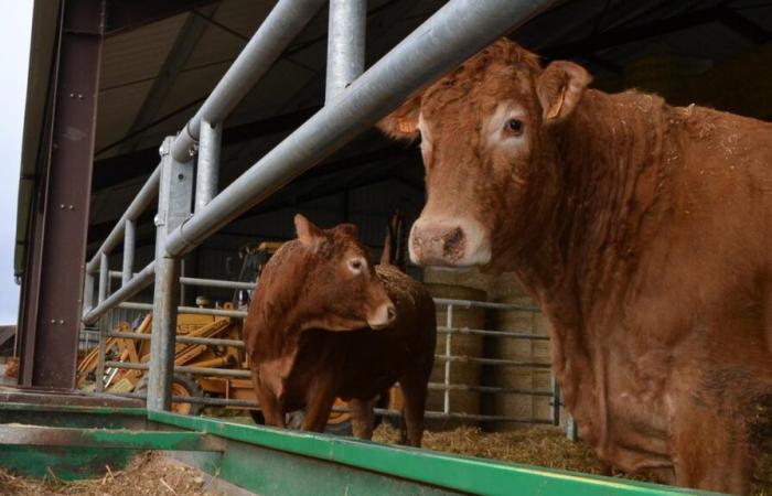 In Indre, an Agribox project in Valençay to “explain the profession and create links”