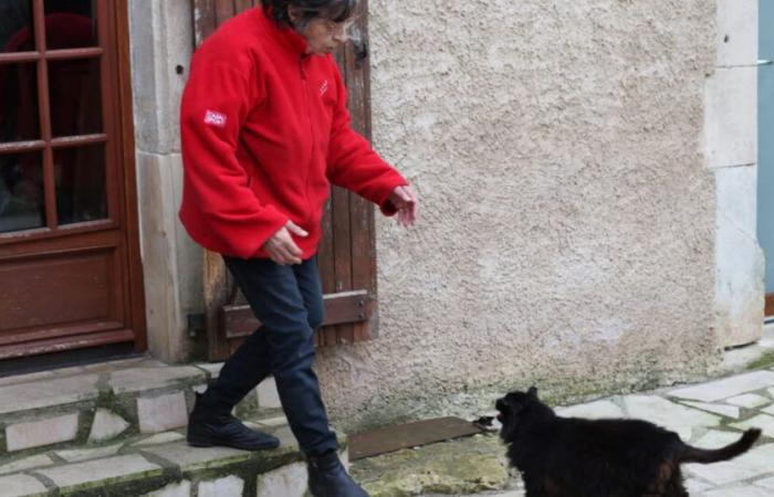 Meurthe-et-Moselle. Overwhelmed by her 17 cats, a resident of Allain calls for help