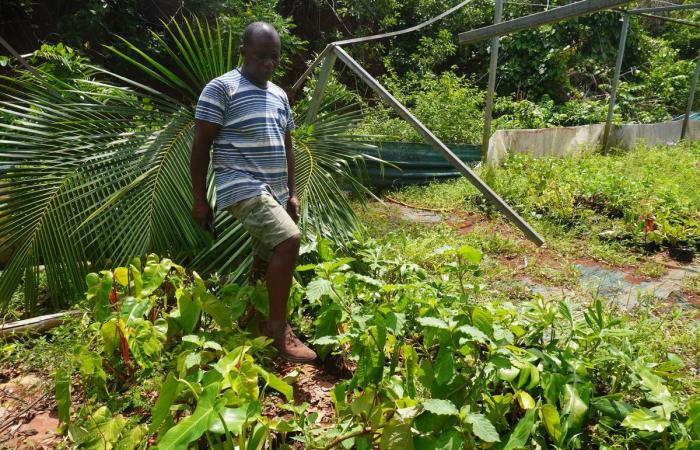 In Mayotte devastated by the cyclone, “farmers have lost everything”