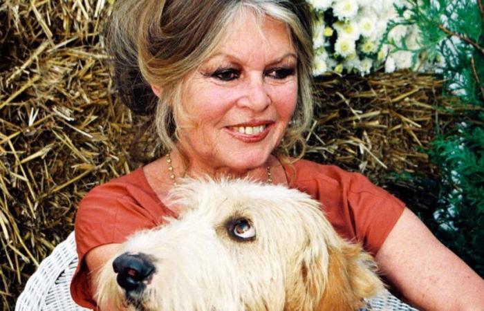 Bardot Foundation: why does the future of Brigitte Bardot's big baby seem uncertain?