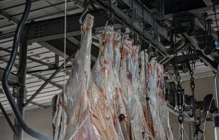 LS Groupe: Modernity and expertise serving meat in Senegal