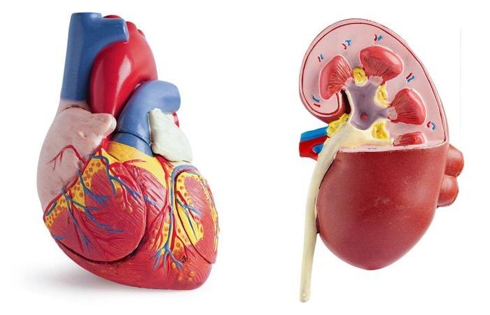 Treating hypertension in chronic renal failure: what’s new?