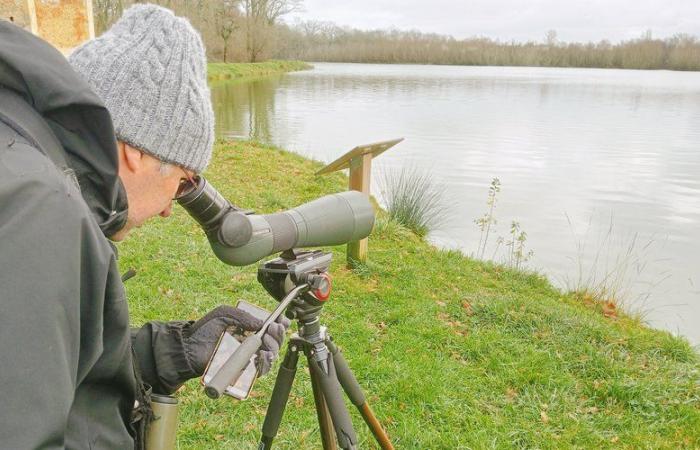 “3000 wetlands already inventoried” in the Gers: what is the purpose of the waterbird census?