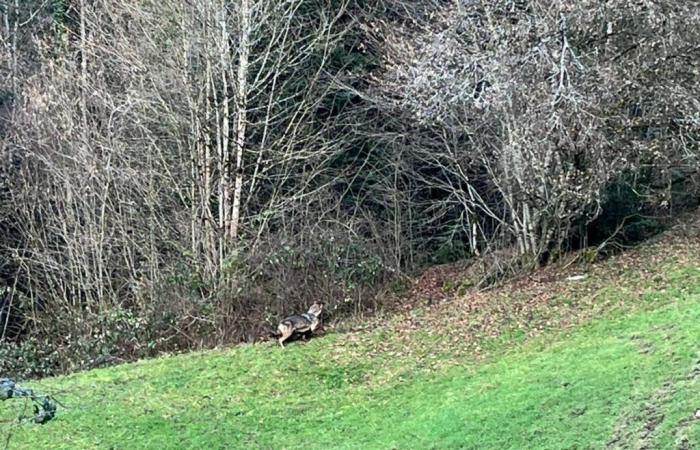 A wolf attacks a goat on the banks of the Doubs in broad daylight and under the eyes of a farmer