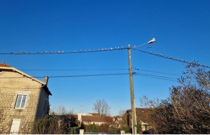 A seagull does not make spring in Haute-Marne