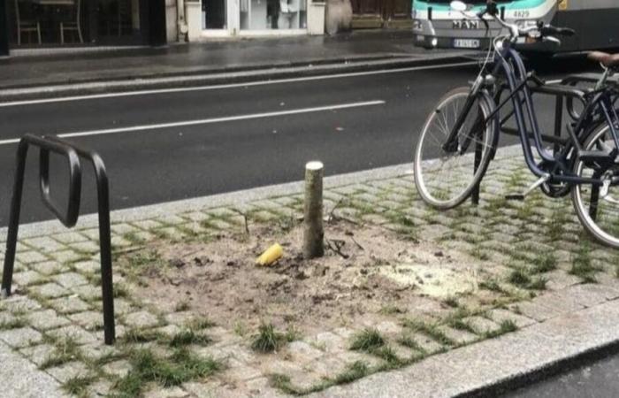 “A chainsaw massacre”: in Paris, trees planted a few weeks ago cut down by mistake