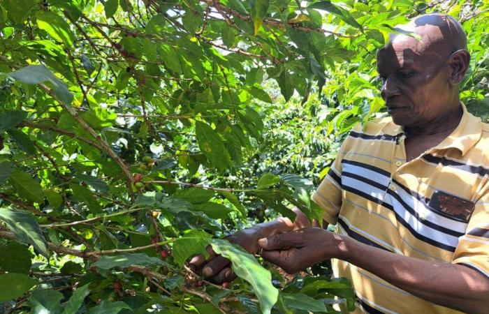 In Kenya, the coffee sector hit by climate change