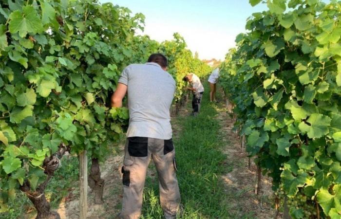 5 people arrested in Aude. What was this big operation in the vineyards?