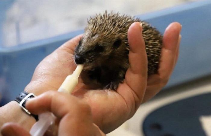 In Val-d'Oise, the association that takes care of hedgehogs