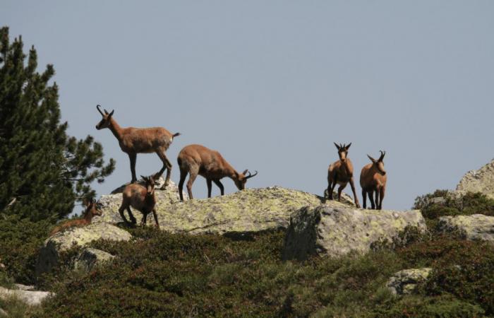 artificial intelligence for monitoring chamois