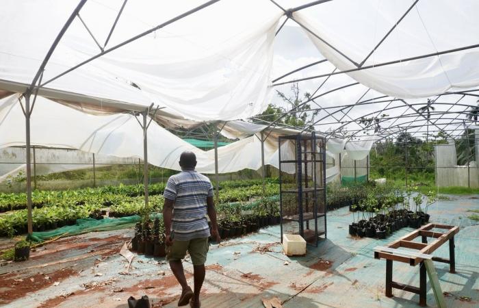 In Mayotte devastated by the cyclone, “farmers have lost everything”