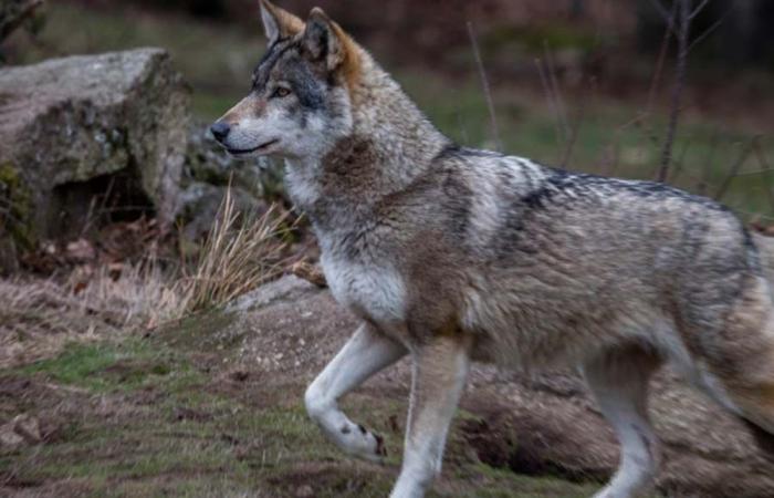 A wolf seen swimming in an estuary in Brittany