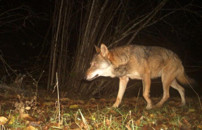 The wolf causes the loss of a goat in the Doubs coasts