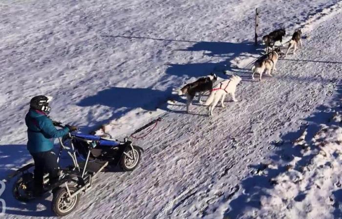 When there’s no snow, the husky sleds roll! – rts.ch