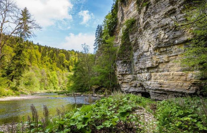 One of the last untouched raised moor areas in Europe is located in Baden-Württemberg