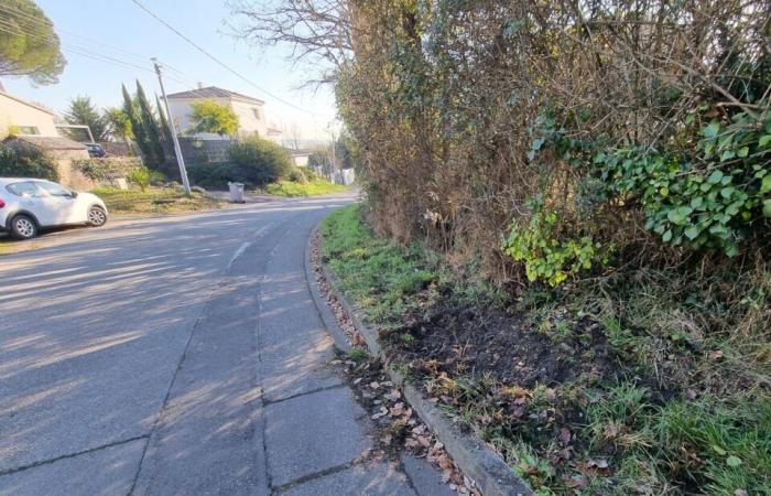 Near Toulouse. Wild boars are wreaking havoc, hunting around houses