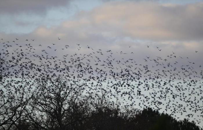 In South Gironde, the wintering of woodpigeons was short-lived